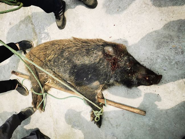 野猪咬死老人当地半年猎捕野猪113头,当地半年捕获113头野猪，因野猪攻击致老人死亡