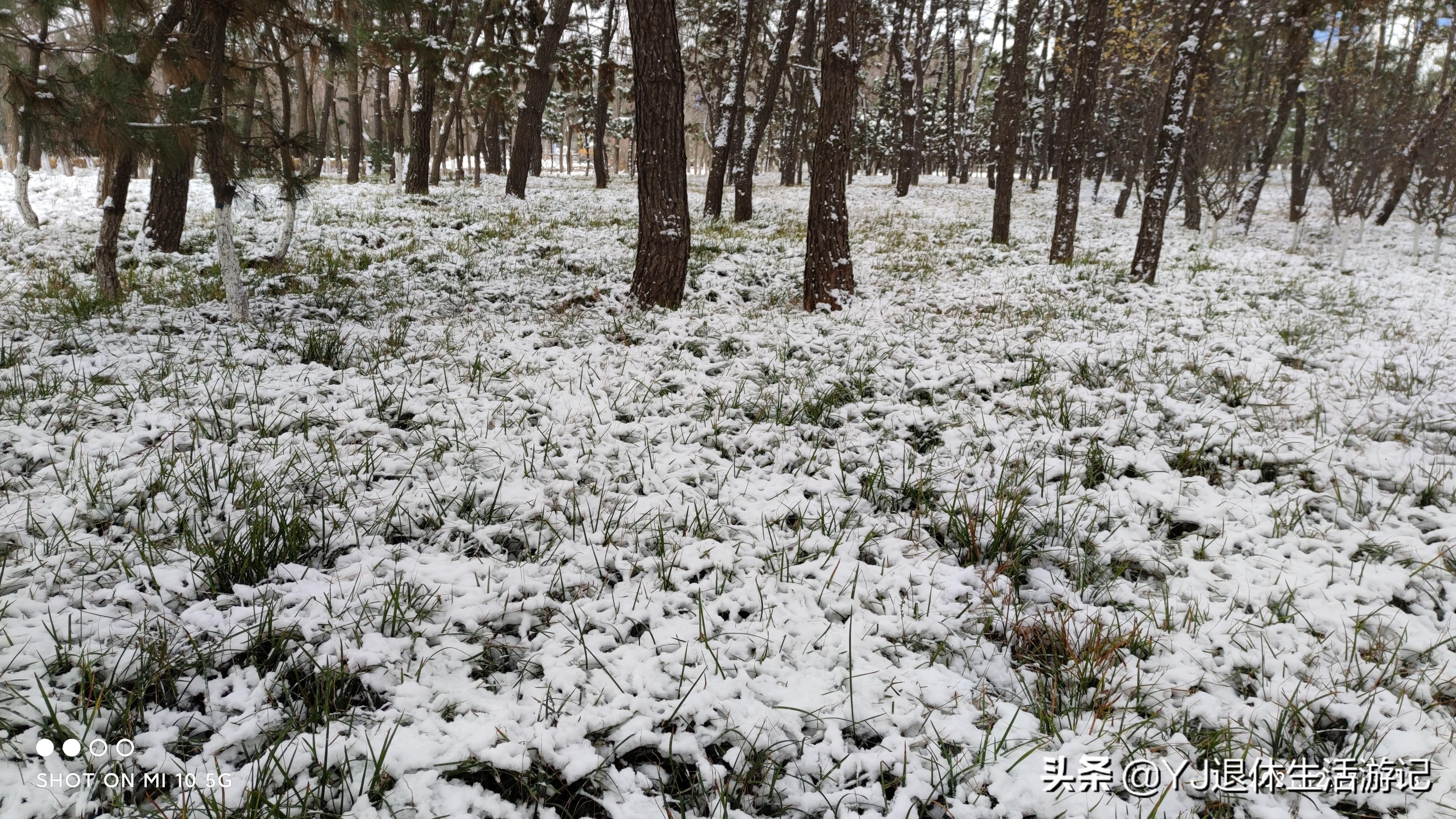 今冬烟台第一场雪来啦,烟台迎来冬季首场雪景