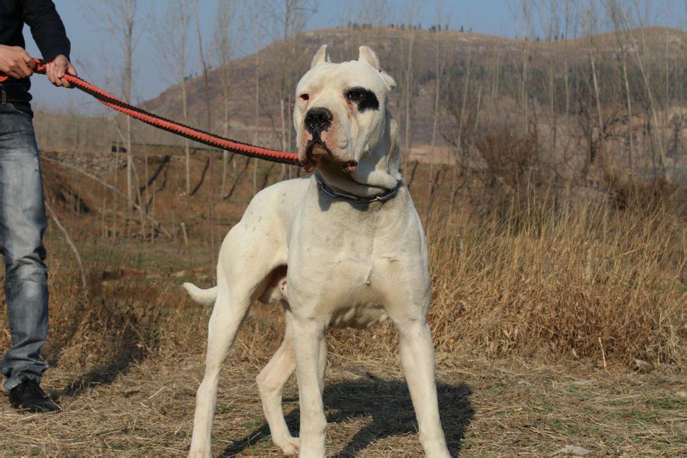 撕咬老人的野猪疑为猎犬追赶至家中,野猪疑似被猎犬追赶至家中咬伤老人