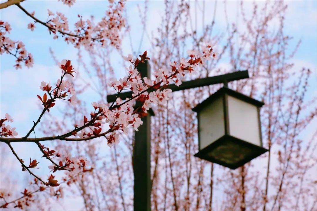 一路繁花官宣嘉宾阵容,繁花绽放，揭晓嘉宾星光阵容