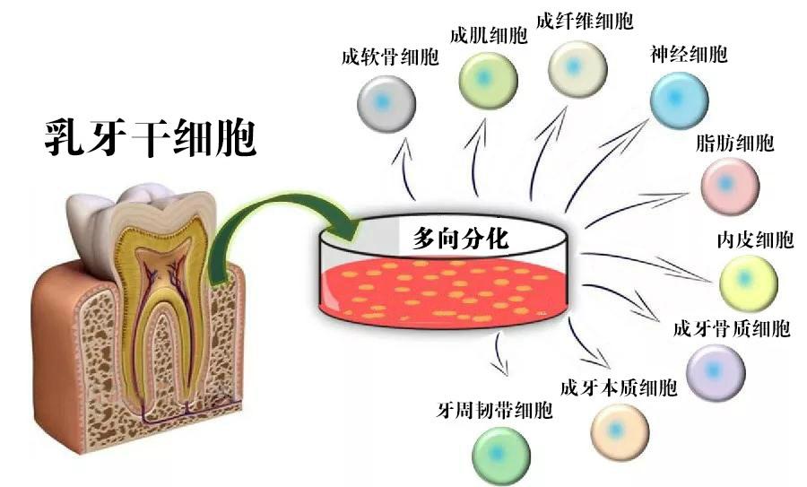 再生牙齿最新消息2017,2017年再生牙齿研究进展引关注