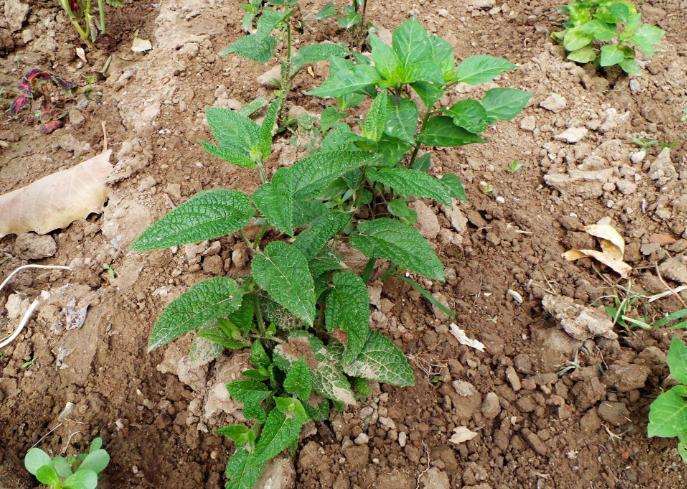 冬虫夏草最新消息,冬日虫草最新资讯