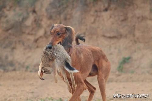 最新凉山猎犬买卖联系,凉山猎犬交易信息速递