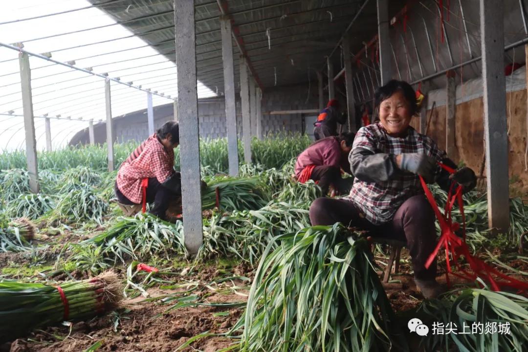 红花镇最新蔬菜批发,红花镇最新鲜蔬菜批发资讯