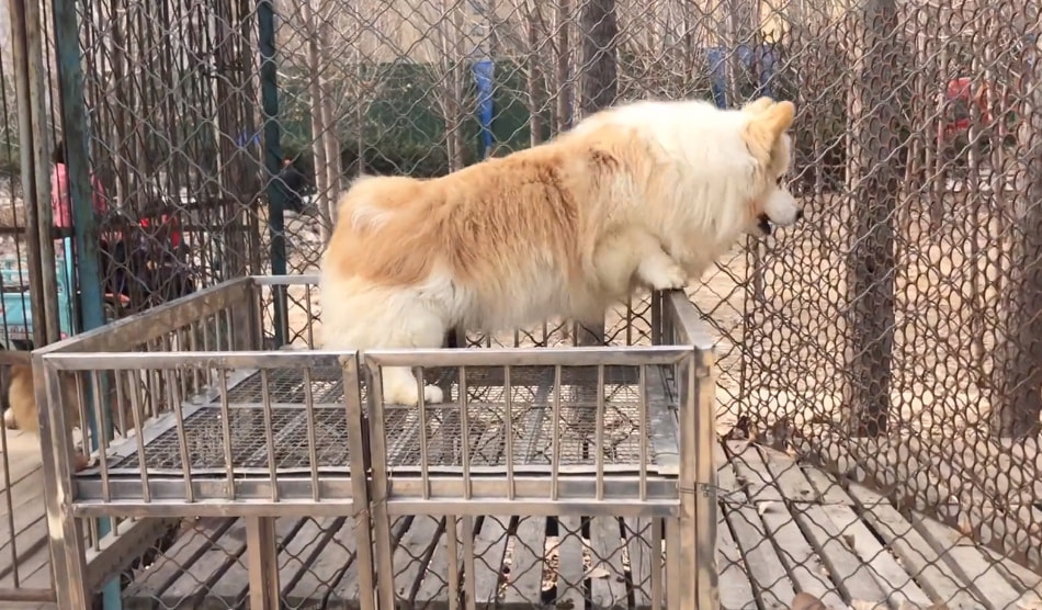 天一犬舍 最新种公,天一犬舍 新引进公犬