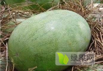 东明西瓜最新价格-东明西瓜现价揭晓