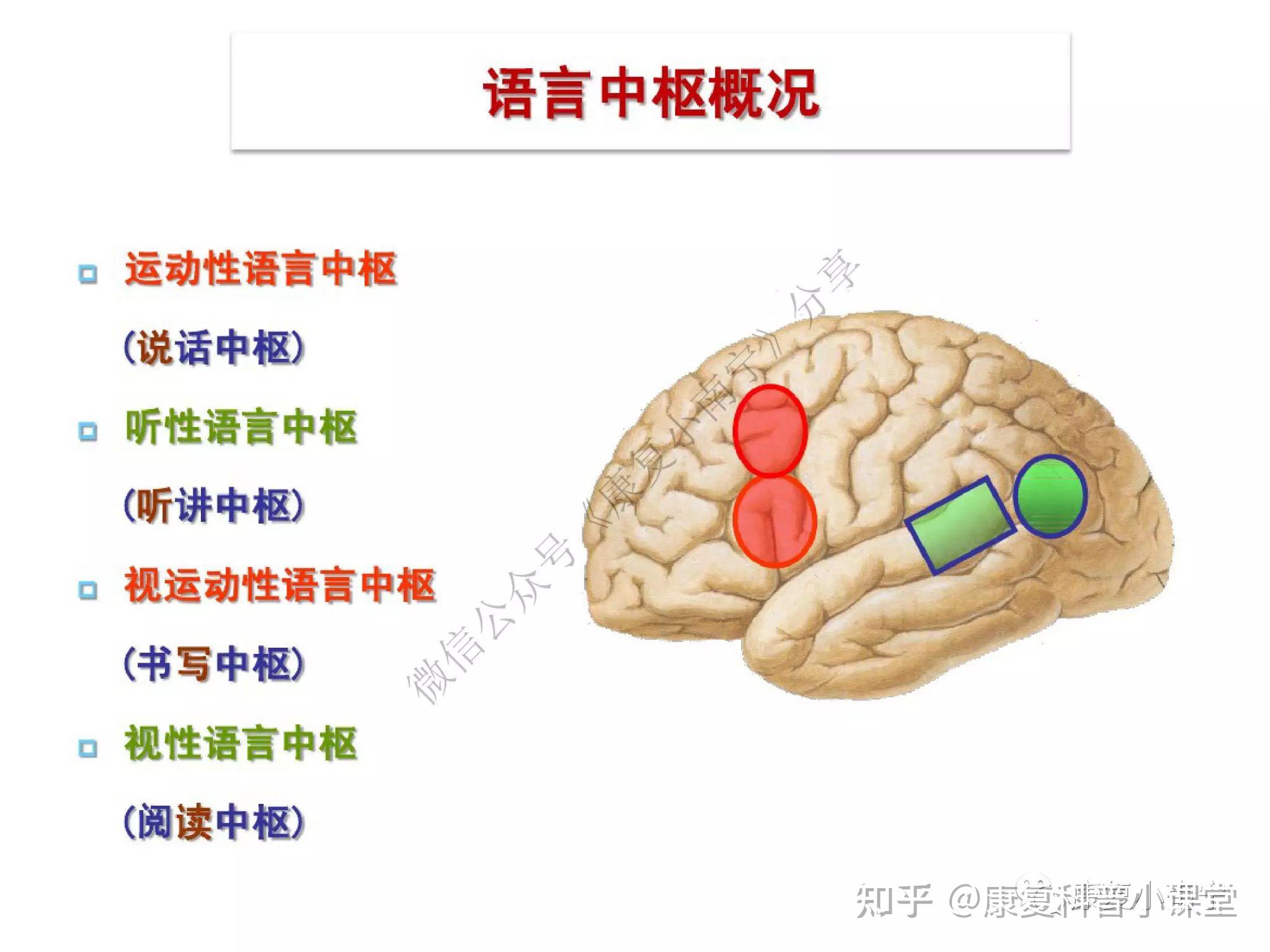 中枢神经损伤最新突破：中枢神经损伤研究新进展