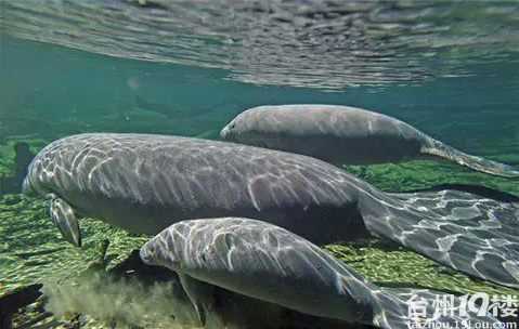 海洋霸主生物公司最新资讯动态报道